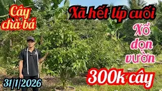 31/1/2026☎️0798002161 Phú 👉 xã rẻ mai vàng chơi tết giảo rin gốc nhớt tứ quý ghép mai giống mai tết 