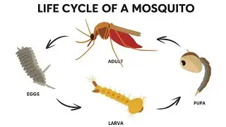Mosquito Life Cycle & Control | 2D Animation for Awareness 🦟| Mosquito control