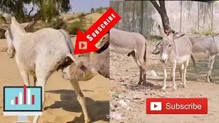 Donkey mating in registan #animals 