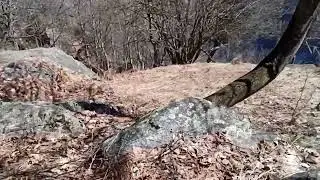 Palchi di cervo 2025💪🏻🦌❤️