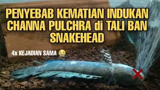PENYEBAB KEMATIAN INDUKAN CHANNA PULCHRA di TALI BAN SNAKEHEAD