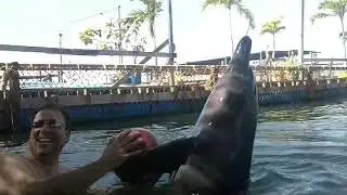 Swimming With Dolphins at Bali Dolphin Interaction | Bali |