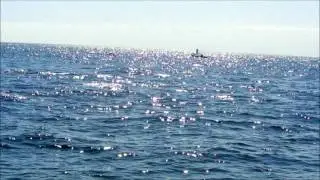 Whale & Dolphin watching Baltimore West Cork - Baltimore Sea Safari