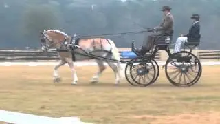 1 30 2014 William Slater Advanced Single Pony Sunshine State CDE Dressage