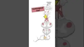 Tracts and Nerves #shorts  #anotomy #biology #brainanatomy