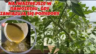 Najważniejsze w nawożeniu pomidorów, gdy się zawiązują. Potas dla pomidorów na pierwszym planie.