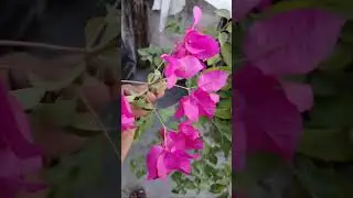 Bougainvillea Plant & Pattharchatta Plant Grow One Pot update 🍂🏵️