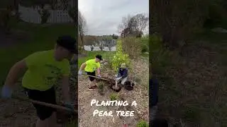 Planting a Pear Tree
