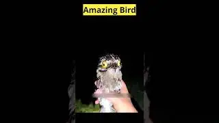 The Mysterious Toad-Mouthed Jungle Bird #bird #facts #shorts