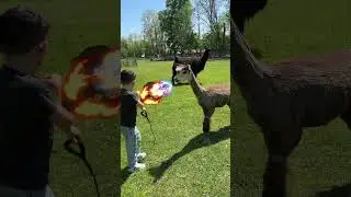 The Goat Farm Of Doom