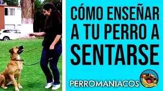 C&oacute;mo ense&ntilde;ar a  tu perro a sentarse. Perromaniacos