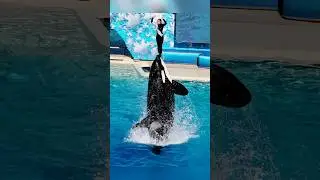 dolphin attack original new video