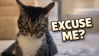 This CAT IS PLOTTING! | FUNNIEST complitation