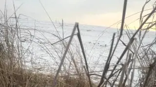 First goose hunt, wonder why I didn't get one😂