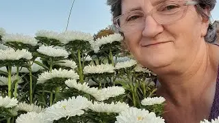 Готую насіння. Де мене знайти#життя #квіти #насіння 