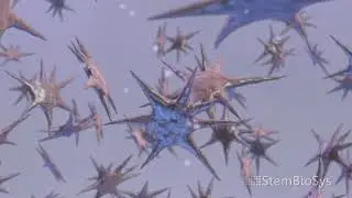 StemBioSys CELLvo Matrix Process