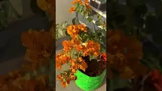 Abhi December me permanent flower plant ki pruning kare ya nahi / Plant care in winter 