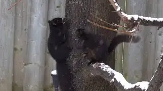 Squirrels Chasing and Mating in the Snowfall