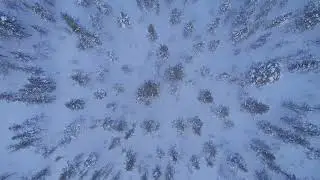 Drone view of winter forest 4K | Premium Video | Stock Video | Without watermark | Cinematic shot