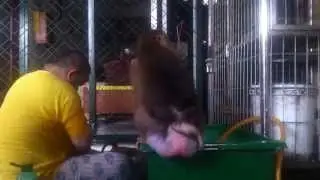 My Pets Monkey Jk shaki Bath