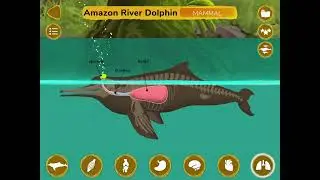 How do Animals Work?
