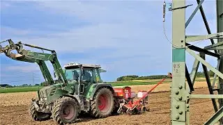 Fendt 313 Vario mit 6-Reihen GASPARDO MTE Maiss&auml;maschine in Aktion!