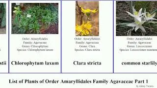 List of Plants of Order Amaryllidales Family Agavaceae Part 1 hosta chlorophytum furcraea yucca