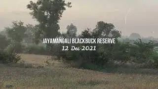 BLACKBUCK | Jayamangali Blackbuck Conservation Reserve