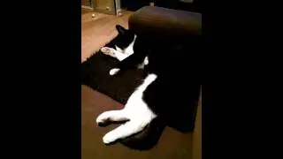 Meet lazy ass cat Jack..