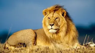 Relaxing Sounds | 1H - Lion Roaring | Sweet Dreams