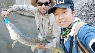Golden Mahseer, Search for Big Game in Short time, Pare to Subansiri  October