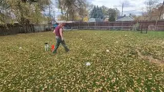 Kaz AKC Virtual Beginner Novice Course 1 - Danish Swedish Farmdog 