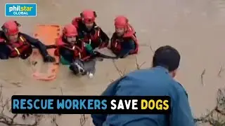 Rescue workers save dogs in flooded areas of southern Spain