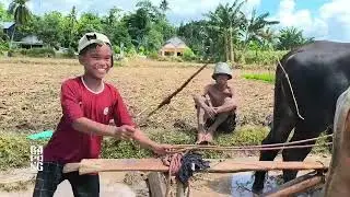 Belajar bajak sawah pakai sapi || cikar jember 