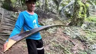 PROSES PRUNING‼️SERTA MANFAAT NYA||ENCIkJUNIANTO CHANNEL