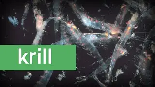 2 minutes on krill | epistemia
