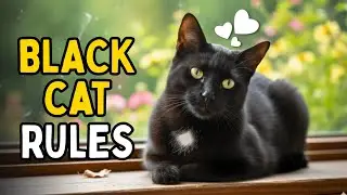 TOP 10 Reasons To Adopt a Black Cat