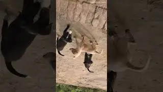 Cute Dog 🐶❤️ | Funny Dog Short | Viral Pet Video