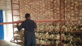 How to store NARC H G1 Garlic