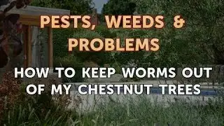How to Keep Worms Out of My Chestnut Trees