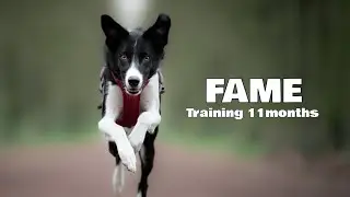 Fame | training 02/02/26 (11m old)