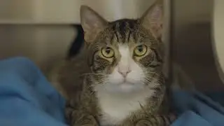 Rachael Ray Foundation Career Program: What our vet techs think of the program