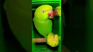 #parrotcomedy #cute #cutebaby #parrot #comedy #youtube #comedyshorts