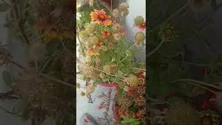 Indian Blanket flower grow any month