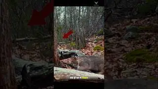 लिंक्स ने पीले नेवले को अपना खाना बनाया। | Jungle Cat Vs Yellow Mongoose | #lynx #mongoose | #shorts