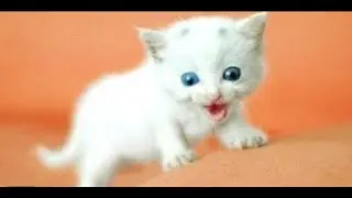 OMG So Cute Cats &hearts; Best Funny Cat Videos 2020