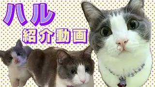 【ぺっちんちのにゃんズ】ハルを紹介します【グレーハチワレ】