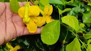 #catglow #plants