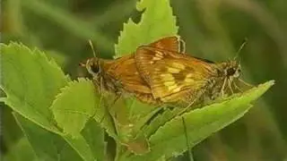Бабочки-шкиперы (Hesperiidae) &ndash; рассказанное введение