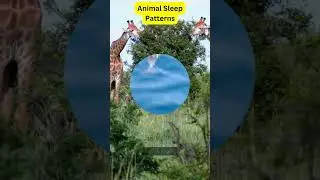 Animal Sleep Patterns: Who Sleeps the Least and Most?